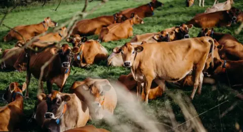 Jersey Dairy Jersey cows