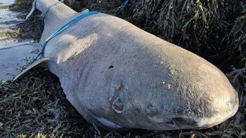 A large grey fish lies on a bed of dark green/brown seaweed. It is deceased with a blue rope around its tail and a blue rope around its mid section. Its nose and eyes are close to the camera. The ocean starts to the far left of the frame. 