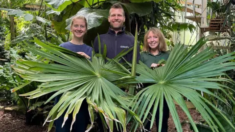 CUBG Two women and a man standing behind a large palm tree. They are in a glasshouse surrounded by other plants.