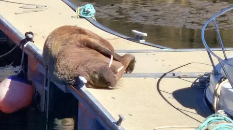A large walrus lying on the decking of a harbour in strong sunshine