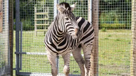 Newquay Zoo A zebra in a zoo enclosure.