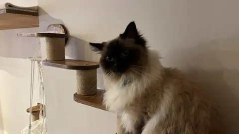 A cat with grey brown hair and a black head perching on a wooden structure attached to the wall. It leads to an area where cats can relax away from people