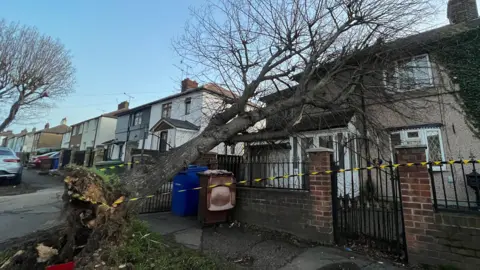 Collapsed tree