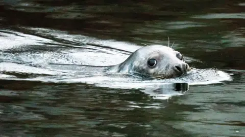 Gerry Macdonald A seal with its head above the water, looking in the direction of the camera, in a river.