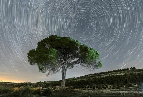 Frank Zara is a wide, a wide, umbrella -shaped canopy with dark, dark green leaves. Its strong trunk, some partially supports bare branches. The tree stands against the time-omission of a dramatic night sky, full of vortex star trails.