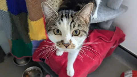 Battersea Dogs & Cats Home Lewis, a domestic shorthaired cat, looks directly into the camera, standing on a red blanket beside food bowls.