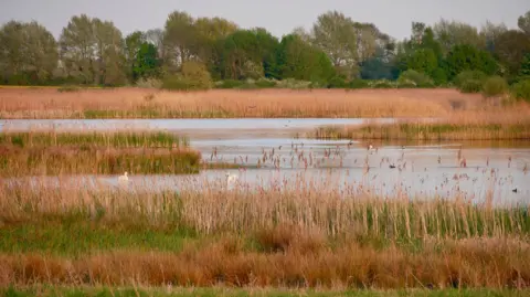 Ouse Fen Nature Reserve, Cambridgeshire, where a huge project to create one of the biggest reedbeds in the UK is more than half complete.