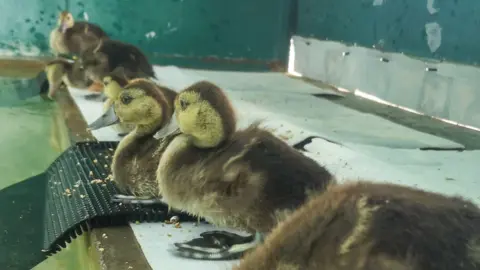 Durrell Wildlife Conservation Trust Five brown and beige ducks, sat in a row next to a pool with some crumbs around them. They have large webbed feet and light grey coloured beaks.