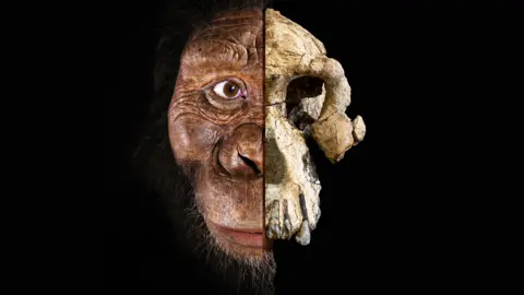 CMNH/MattCrow Composite of Australopithecus anamensis skull and face