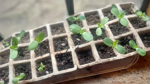 Gill Thomas Green shoots of seeds germinating in a seed tray on a windowsill. 