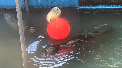 GSPCA Seals