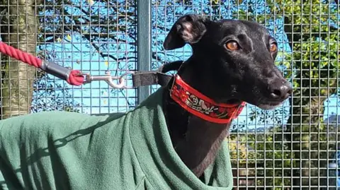 Greyhound Gap Greyhound