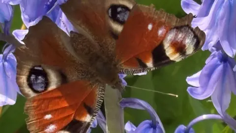 Caroline Whitworth A butterfly rests on a plant with purple flowers on it. The butterfly has red wings with some black spots on it to deter predators. 