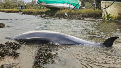 The body of a dolphin lying on its side in shallow river water. 