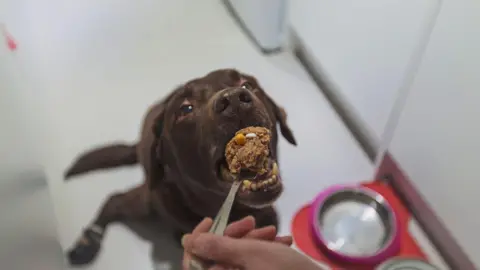 Getty Images Dog is taking gabapentin and tramadol for arthritic pain relief