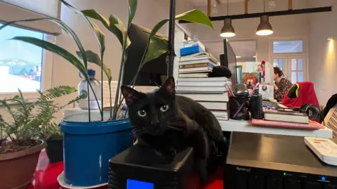 A black cat sites perched on a computer in a newsroom in Batumi