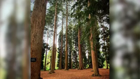 Hannah Haselgrove Trees in King's Wood