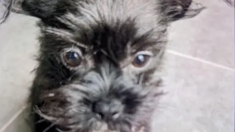 A small black dog with brown eyes sits on a tiled floor.