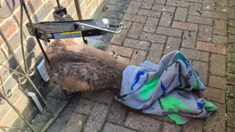 RSPCA A trapped deer with a blanket over its head and metal spreaders in place to free it from a garden gate