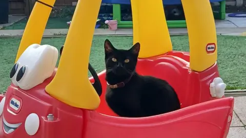 Contributed Abby the black cat in a toy car