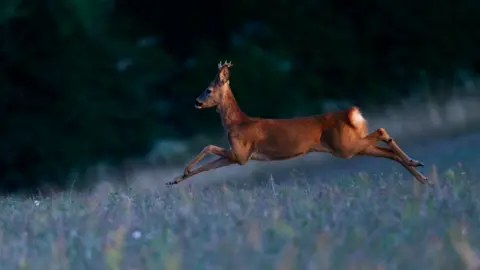 A roe deer jumping through a field