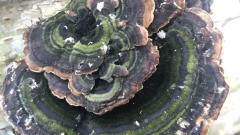 turkey tail fungus