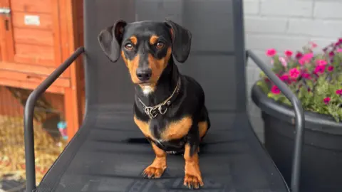 Lucy Rogers Mabel, a small dachshund, sits on a black garden chair. A black flowerpot and a rabbit hutch can be seen in the background. 