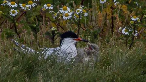 Steve Laycock A roseate tern, a white seabird sitting next to a grey fluffy chick with daisies in the background.