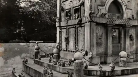 Bristol Zoo A black and white image archived image of the Rhesus monkey enclosure at Bristol Zoo. It is a large stone structure that is influenced by a temple, with stone pillars and arched doorways. There are around 40 rhesus monkeys climbing all over the structure. 