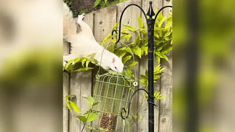 Gary Tarrant  A white squirrel eats from a green bird feeder in front of a fence which its back legs are leaning on