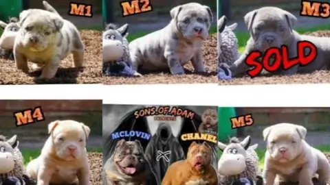 Newport Trading Standards A composite image showing five puppies, some with fawn fur, others with grey fur. In the bottom row of images is a picture of the dogs' mother and father, a dog with light brown fur with the name 'Chanel' above her, and a grey and tan dog with the name 'Mclovin' above him.