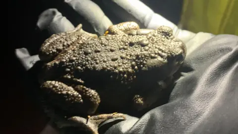 Emma Hallewell A glove holding a large warty toad. It is a dark green and lit up by torch light.