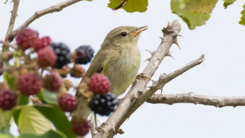 A small bird is perched on a thorny branch with ripening blackberries against a bright sky.