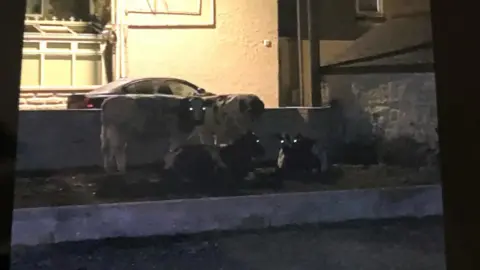 Four cows on a grassy area of a garden. It is dark, and two of cows, which are white with black patches, are stood up and the other two cows, black with white patches, are laid down. There is a white wall between the animals and a white building.