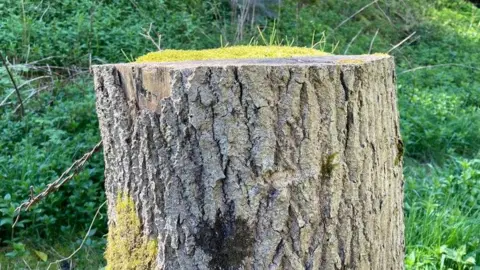 Tree that has been felled because of ash dieback
