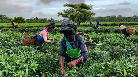 Getty Images Women worker plucking tea leaves as dark clouds gather in the sky, in a tea garden in Baksa district of Assam in India on 14 September 2020.