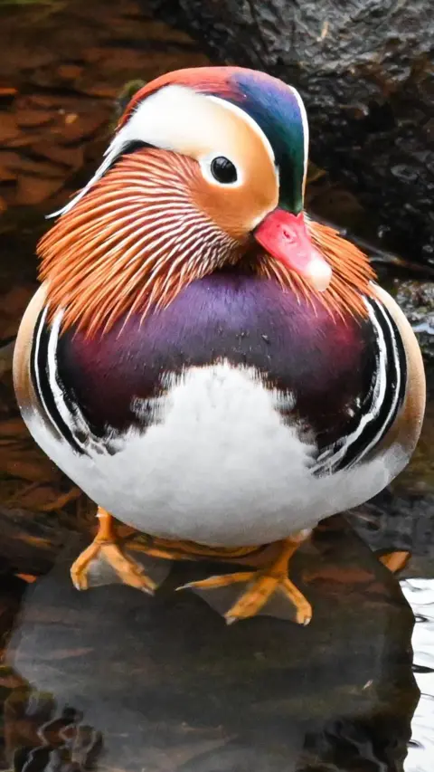 Shona Murphy A mandarin duck sitting in water