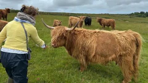 A woman dressed in a yellow sweater reaching out toward a brown coloured Highland cow in a grassy field. The cow has long, shaggy fur and large curved horns. There are several other Highland cows in the background.