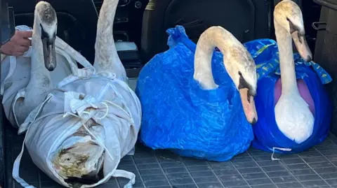 Four cygnets held in bid bags and Ikea bags being transported to their new home. They are sat in the boot of a large vehicle.