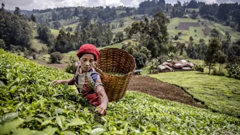 AFP A Kenyan woman picks tea leaves in Muranga, Kenya
