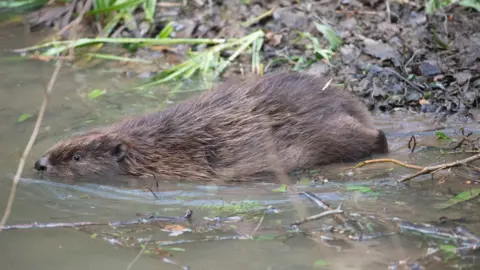 Forestry England/Crown A beaver swimming across muddy water. Leaves and twigs can be seen in the background.