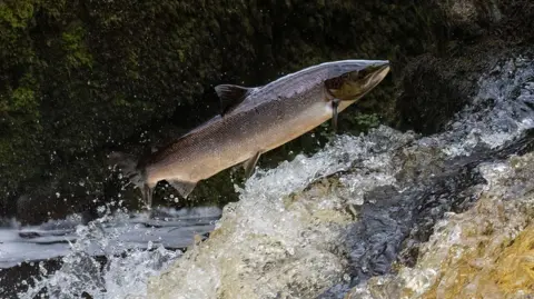 A salmon jumping above a river