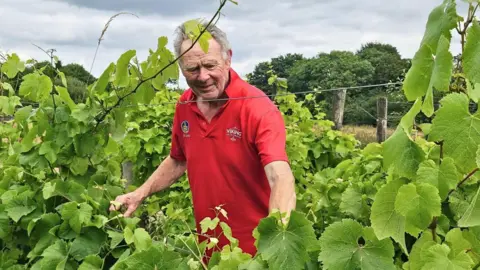 David Dennison David Dennison has grey hair pushed back from his forehead and is wearing a red polo top as he tends to vines