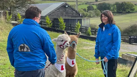 Jane Evans Jane Evans holds a harness attached to a light-brown alpaca while another volunteer holds the rein for another. Both alpacas have bandanas around their necks with red L's - for Learner - on each one.