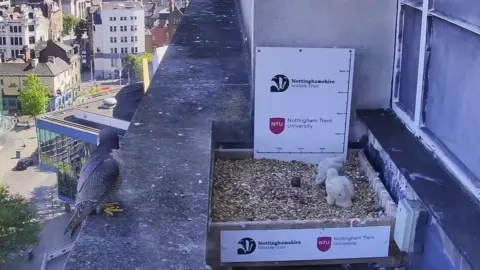 The nest box at Nottingham Trent University with two chicks.