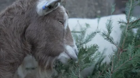 A close-up of a brown goat nibbling on Christmas tree branches, with a blurry white goat in the background.