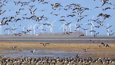 Getty Images Flock of barnacle geese flying in front of wind turbines