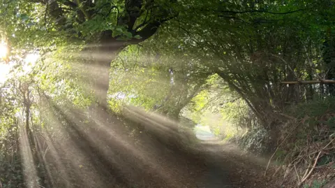 Cindy Forbes Cameron A narrow path winds through a leafy woodland tunnel, with bright morning sunlight streaming through the trees. Distinct rays of light cut across the scene, illuminating the foliage.