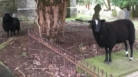 two different types of black sheep looking towards the camera. one is standing on top of a grave has white patches on its head and three of its legs and has short wool. the other has longer hair, is all black and has horns that turn downward,