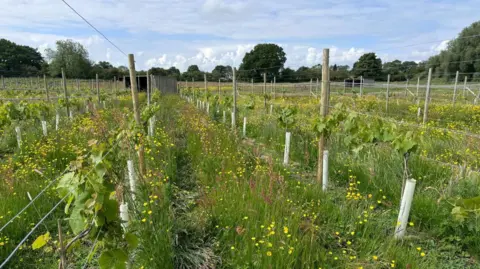wildflowers among the vines